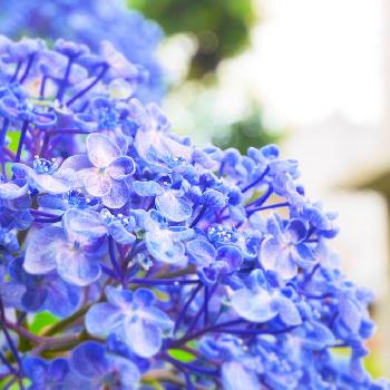 本物の花の画像 by ENさん | 小さな庭と青色と本物の花と散り際と梅雨と紫陽花 アジサイ あじさいと小さい小さい花とガーデニングと枯れ際とあじさいフォトコンテスト2016