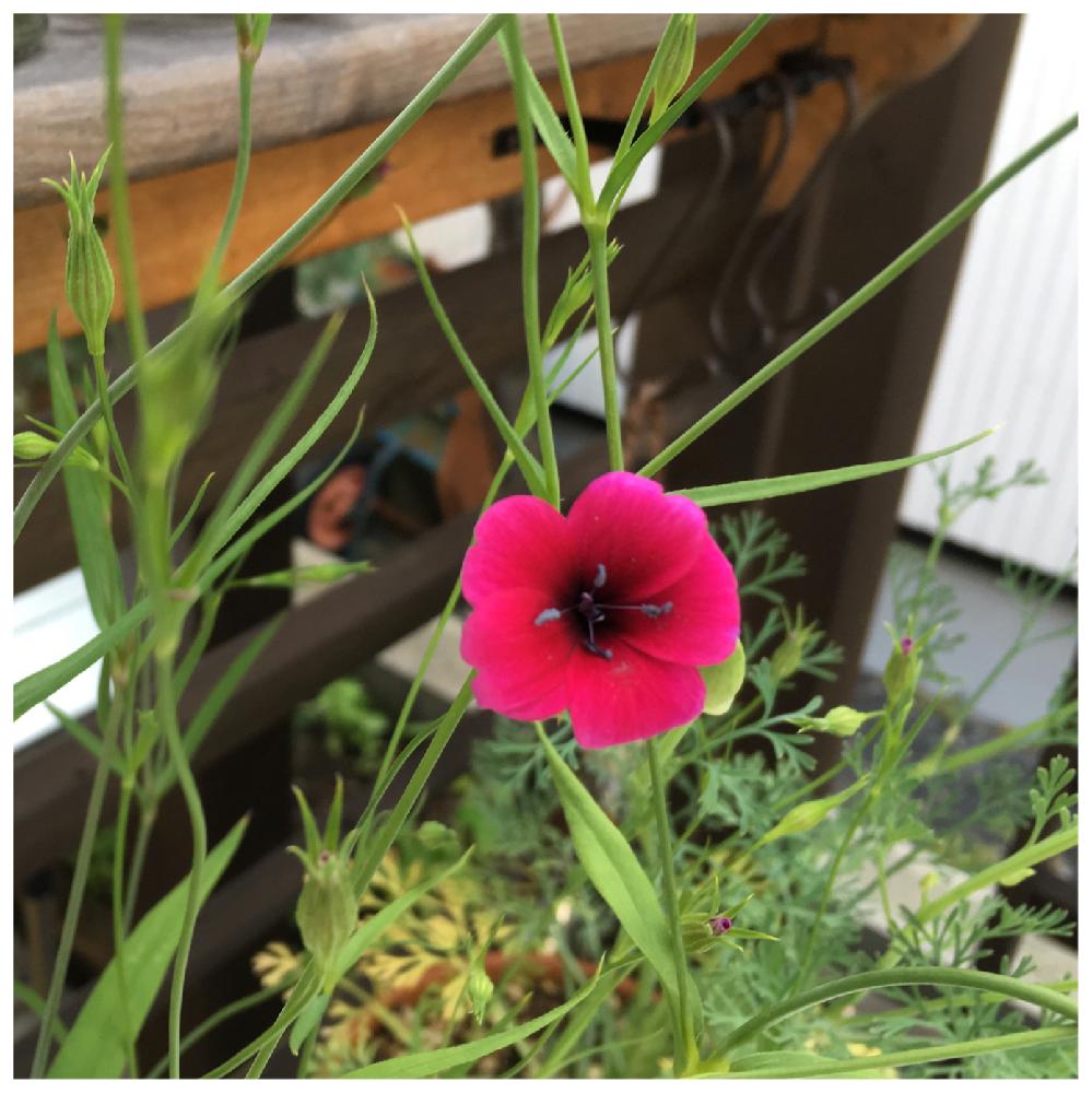 ビスカリアの投稿画像 By ロングさん 咲いた とウッドデッキと一年草と鉢植え 16月6月28日 Greensnap グリーンスナップ