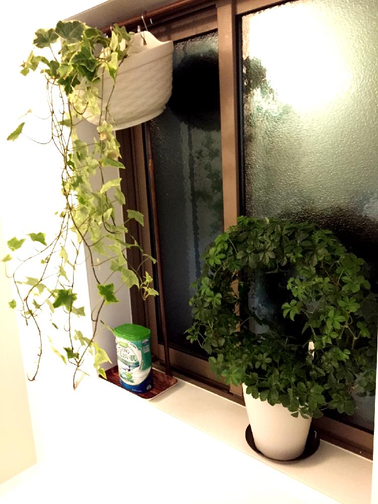 シュガーバインの投稿画像 By Soraさん アイビー ヘデラ とお風呂と初心者と風水と観葉植物 16月6月28日 Greensnap グリーンスナップ