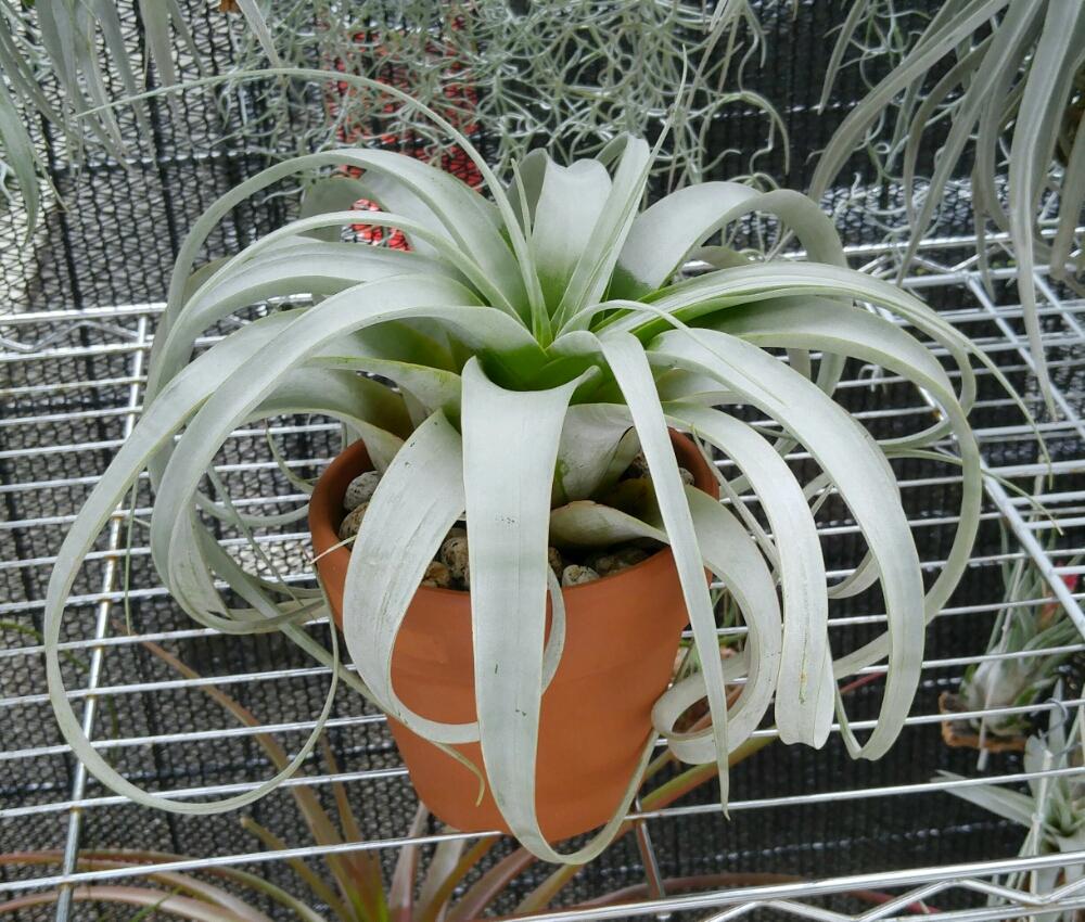 チランジア キセログラフィカの投稿画像 By Shina Akiさん エアプランツ チランジアと曇天とチランジア エアプランツ とエアープランツ 鉢植え栽培 とエアープランツ とブロメリアと植中毒とチランジア属と我が家のチランジアスペースと珍奇植物とチランジア