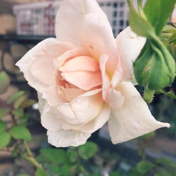 バラ グレイパールの画像 by しましまさん | 小さな庭とバラ グレイパールとグレイパールとバラ 鉢植えとガーデニングと薔薇コンテストとバラを楽しむとバラコレクションと咲いた！