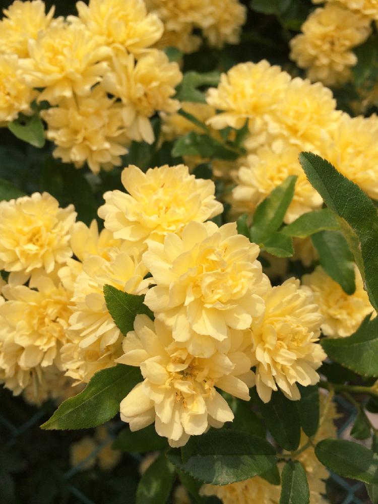 好きな色の投稿画像 By Chakoさん 黄色モッコウバラとご近所のお庭と5月の写真と黄色い花と可愛らしいと黄色いバラとエレガント 16月6月 30日 Greensnap グリーンスナップ