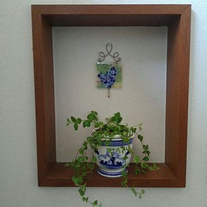 ペペロミア,ペペロミア ジェミニ,観葉植物,ペペロミアの成長記録,わが家のペペロミアジェミニの画像