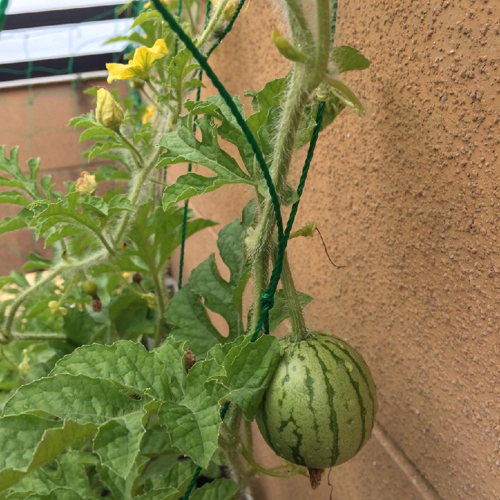 スイカの投稿画像 By Haretakuさん プランターでスイカ と初心者ですと夏野菜フォトコンテストと美味しそうと植中毒と楽しみなヤツとかわいいな と夏野菜とぺっぺスイカ 16月7月3日 Greensnap グリーンスナップ