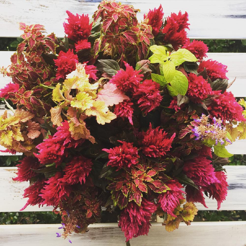 バルコニー ベランダの投稿画像 By 寄せ植え屋ゆっこはんさん ハンギングバスケットとコリウスのハンギングバスケットと夏のハンギングバスケットと寄せ植え 屋ゆっこはんとコンテナガーデンとガーデニングとハンギングバスケットとコリウスのハンギングバスケットと夏の