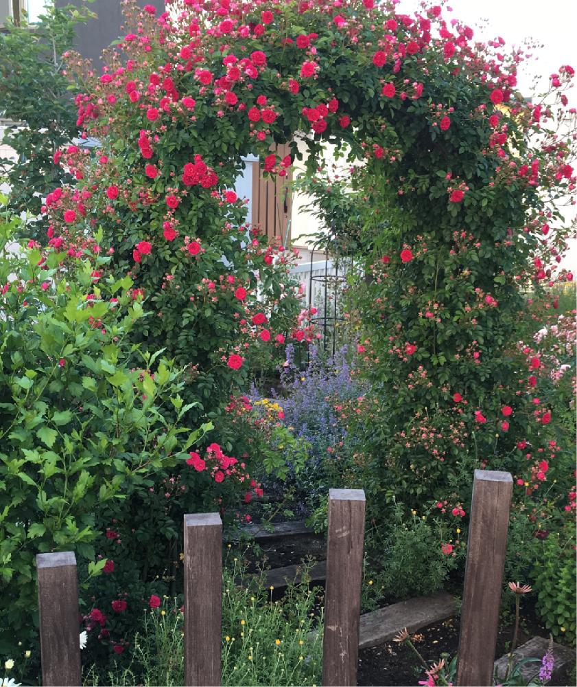 キングローズの投稿画像 By プリティーローズさん My Gardenと花自慢とガーデニングと花のある暮らしと薔薇コンテストとバラを楽しむと お庭の アーチ コンテスト 16月7月3日 Greensnap グリーンスナップ