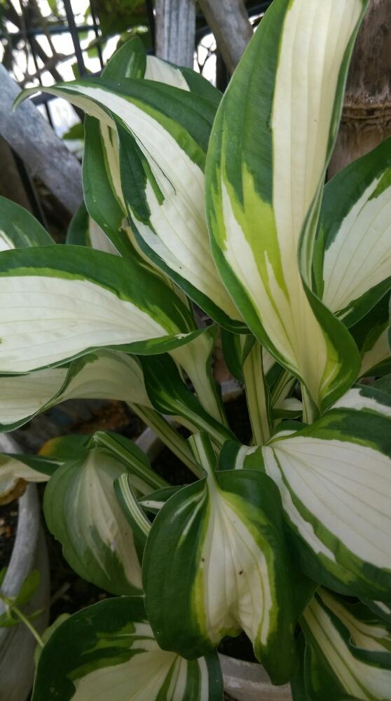ホスタ エンタープライズの投稿画像 By ルナママさん ギボウシ ホスタ とわが家の多肉スペースと栽培記録とマイ コレクション 16月7月4日 Greensnap グリーンスナップ