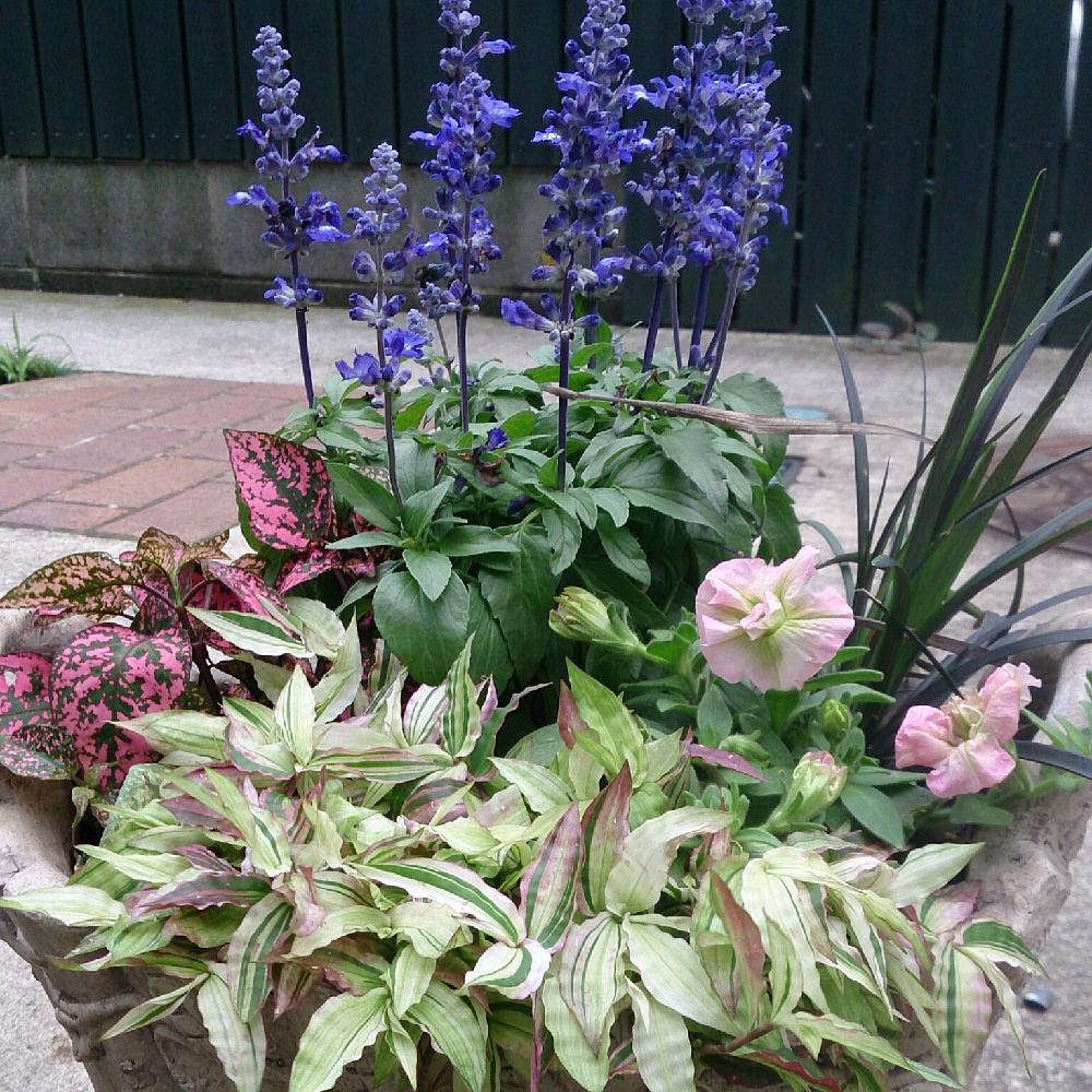カラーリーフの投稿画像 By Kazu0905さん 爽やかな寄せ植えと寄せ植えと夏のお花とガーデニング 16月7月4日 Greensnap グリーンスナップ