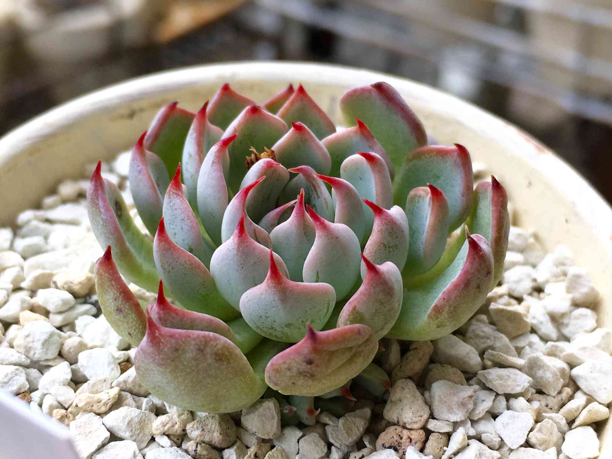 ザラゴーサ sp ノバの一覧｜🍀GreenSnap（グリーンスナップ）