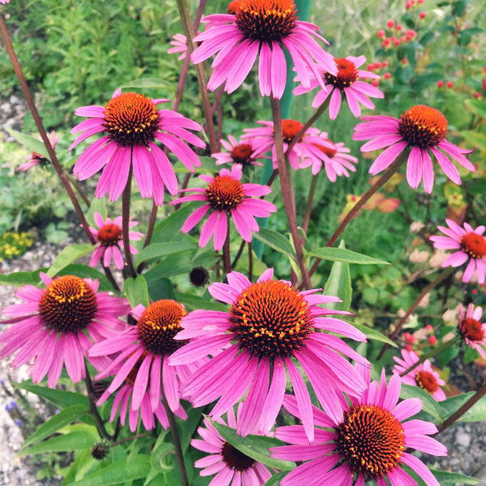 エキナセアの投稿画像 By Siroopさん 地植えと2年目 16月7月5日 Greensnap グリーンスナップ