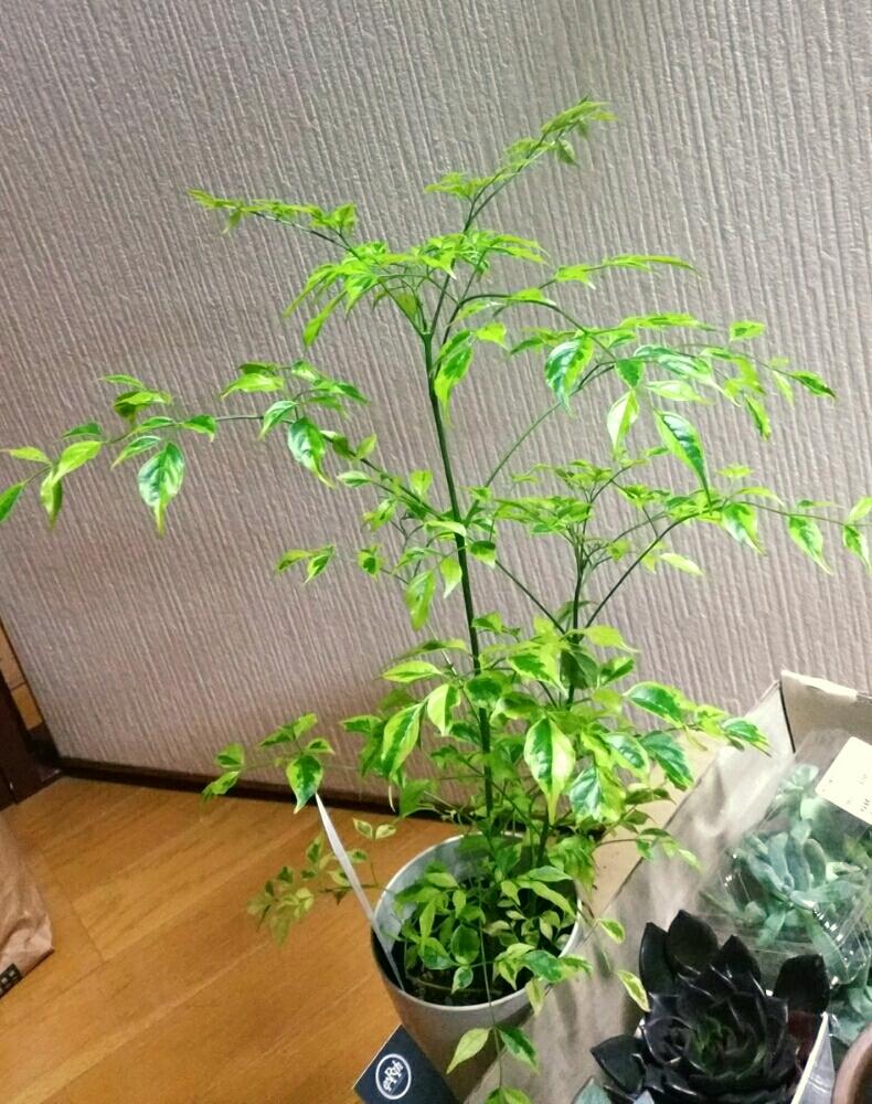 ステレオスペルマムレモンライムの投稿画像 By ｅmｉさん 観葉植物とボタニカルライフとお気に入りと植中毒と今日の一枚と癒されるとナチュラルスタイルと新入りさんとかわいいな と斑入り愛好家 16月7月6日 Greensnap グリーンスナップ