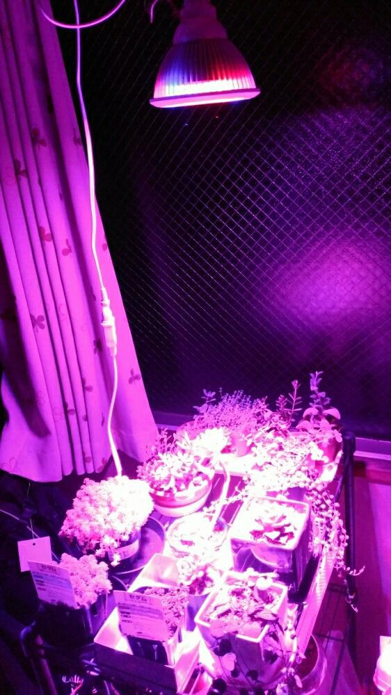 多肉植物の投稿画像 By つよさん 植物育成ライトと部屋の中と今日の一枚と多肉初心者 16月7月6日 Greensnap グリーンスナップ
