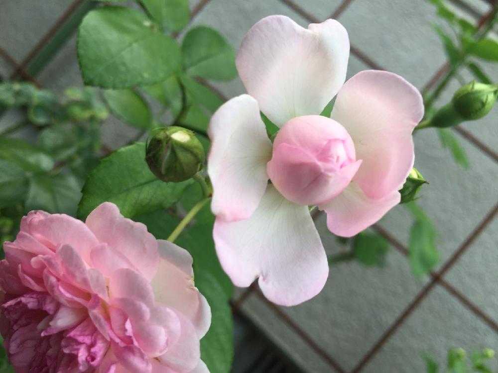 薔薇 ジャスミーナの投稿画像 By カフェ子さん つるバラとバラを楽しむとガーデニング 16月7月6日 Greensnap グリーンスナップ