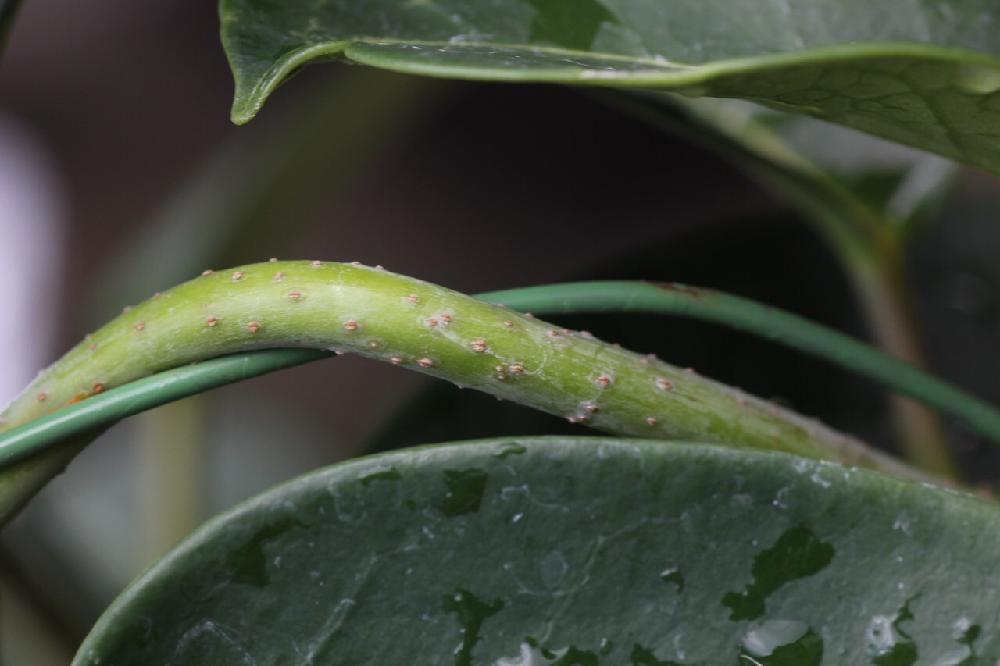 カイガラムシ の投稿画像 By ぶりりんさん マダガスカル ジャスミンと害虫と植中毒と今日の一枚と相談とナチュラルスタイルとガーデニング 16月7月7日 Greensnap グリーンスナップ