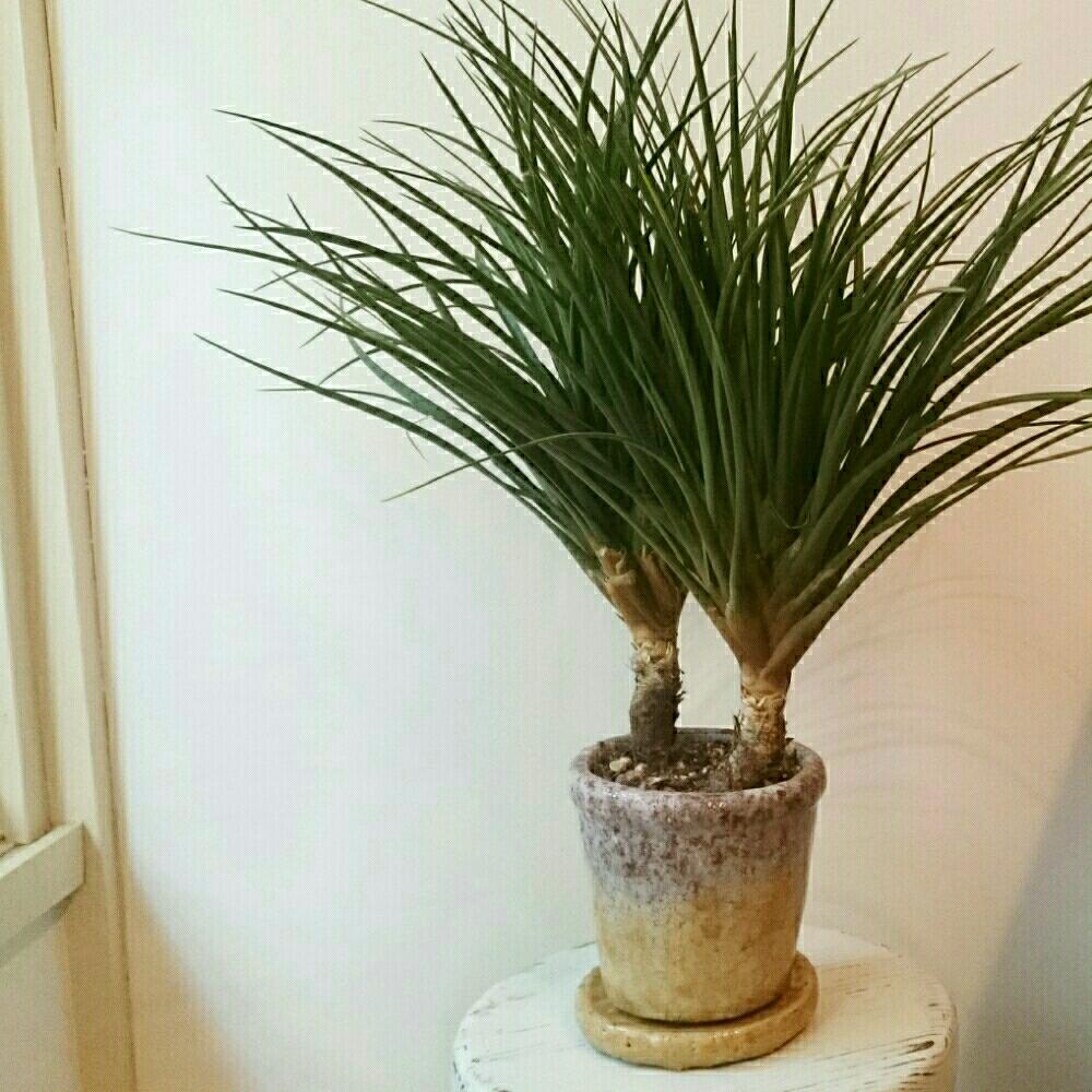 チランジア キアネアの投稿画像 By mateiさん 観葉植物とキアネアと植物とカップル植物と植中毒とアトリエとペア 16月7月7日 Greensnap グリーンスナップ チランジア キアネアの投稿画像 By mateiさん 観葉植物とキアネアと植物とカップル植物と植中毒とアトリエとペア 16月7月7日 Greensnap グリーンスナップ