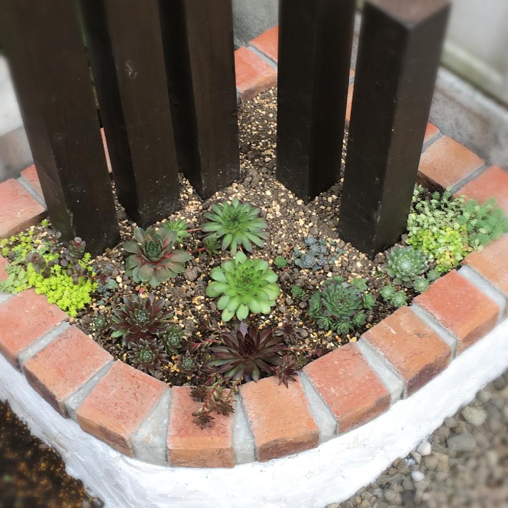 セダムの投稿画像 By Tupi さん センベルビウムと手作りと多肉植物と耐寒性宿根草とガーデンとレンガ 多肉とレンガとお気に入りと多肉植物の寄せ植え アイデアコンテストと花壇と今日の一枚とモルタルとdiyとナチュラルスタイルと可愛いとガーデニングとtupi お庭造り セダムの投稿画像 By Tupi さん センベルビウムと手作りと多肉植物と耐寒性宿根草とガーデンとレンガ 多肉とレンガとお気に入りと多肉植物の寄せ植え アイデアコンテストと花壇と今日の一枚とモルタルとdiyとナチュラルスタイルと可愛いとガーデニングとtupi お庭造り