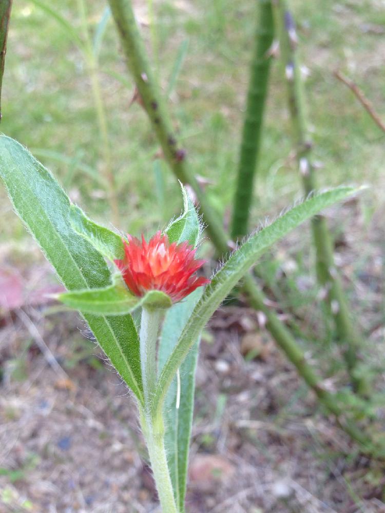 千日紅 キャンディポップの投稿画像 By リリーさん 小さな庭と咲いた とガーデニングと咲いた とガーデニング 16月7月7日 Greensnap グリーンスナップ Greensnap グリーンスナップ