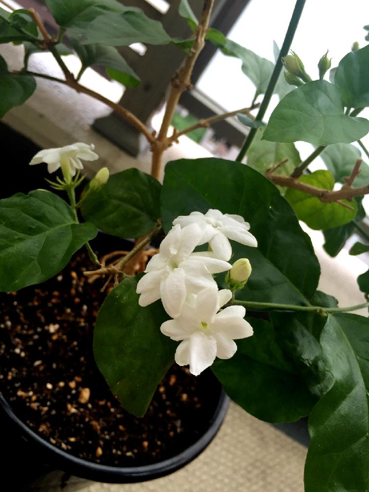 アラビアンジャスミンの投稿画像 By Aitomoさん 咲いた と鉢植え 16月7月8日 Greensnap グリーンスナップ