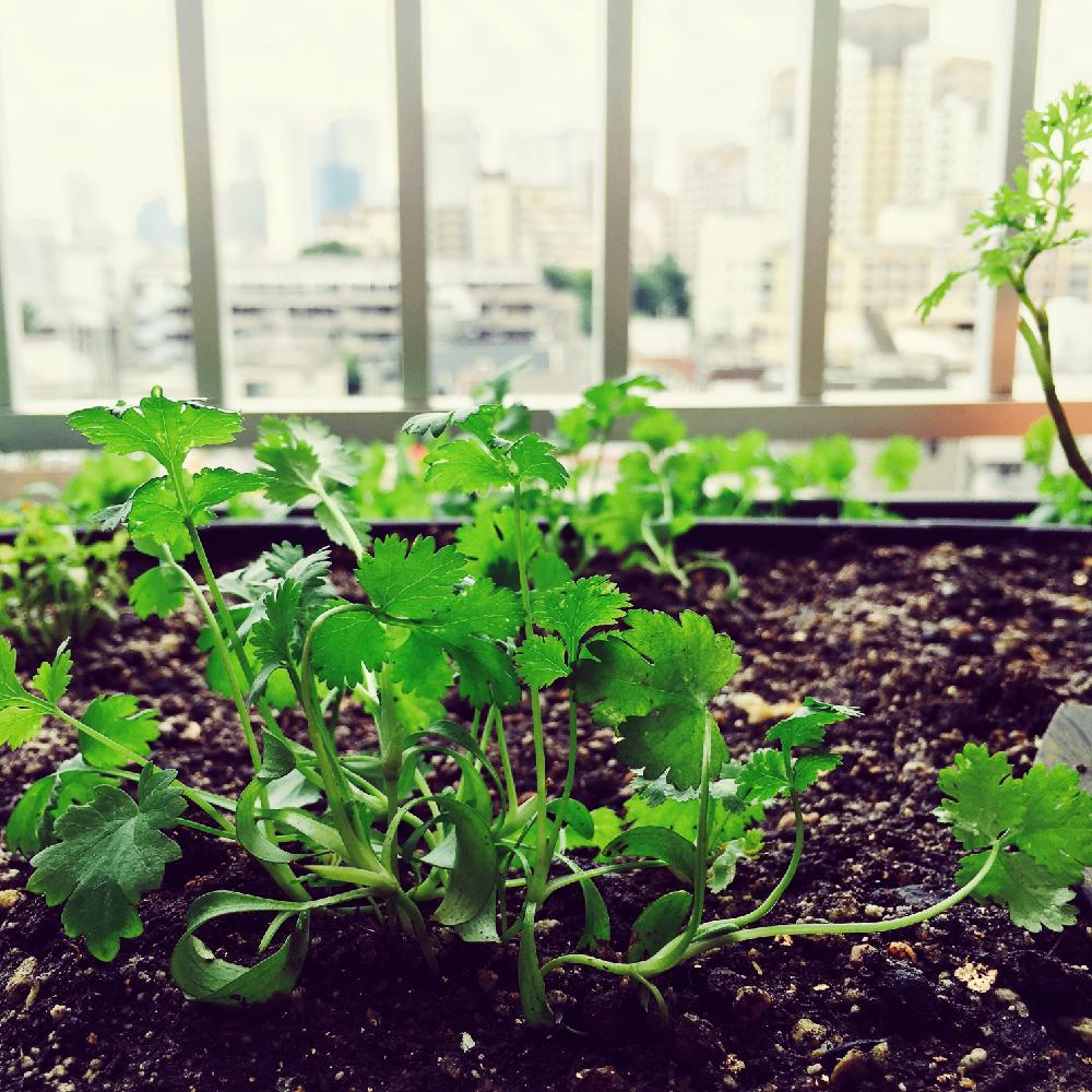 カメムシソウの投稿画像 By Coco72さん コリアンダーとパクチーと早く食べたいと大きくなぁれ とパクチー大好き 16月7月10日 Greensnap グリーンスナップ