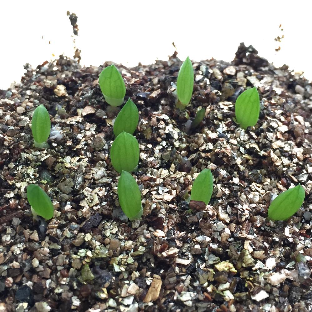 アロエ 千代田錦の投稿画像 By グラウカさん アロエ科アロエ属と千代田錦と多肉植物と観葉植物と発芽と実生と成長記録と千代田錦 成長記録 16月7月10日 Greensnap グリーンスナップ