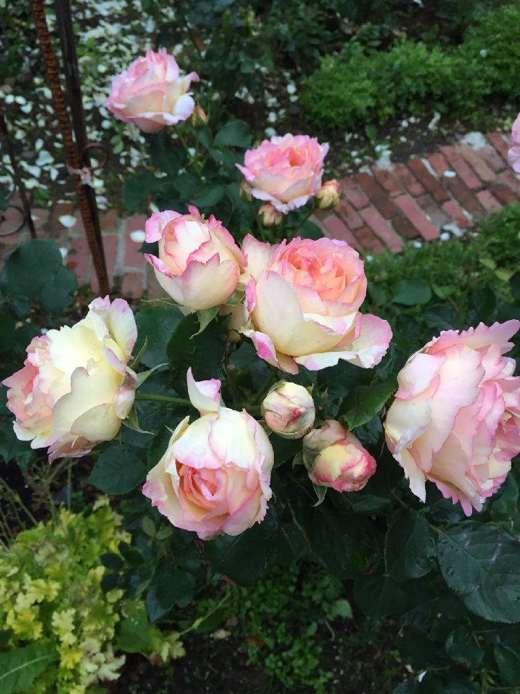 ペッシュボンボンの投稿画像 By もなこ2さん 強香と四季咲きとデルバールとガーデニングと薔薇コンテストとフランスとバラを楽しむと地植え 16月7月10日 Greensnap グリーンスナップ