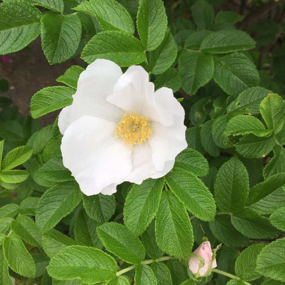 咲いてた の投稿画像 By ジャスミン ﾟさん 花自慢と今日の一枚と白ハマナスとナチュラルスタイルと北海道 16月7月10日 Greensnap グリーンスナップ