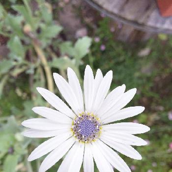 アークトチス グランディスの投稿画像一覧 Greensnap グリーンスナップ