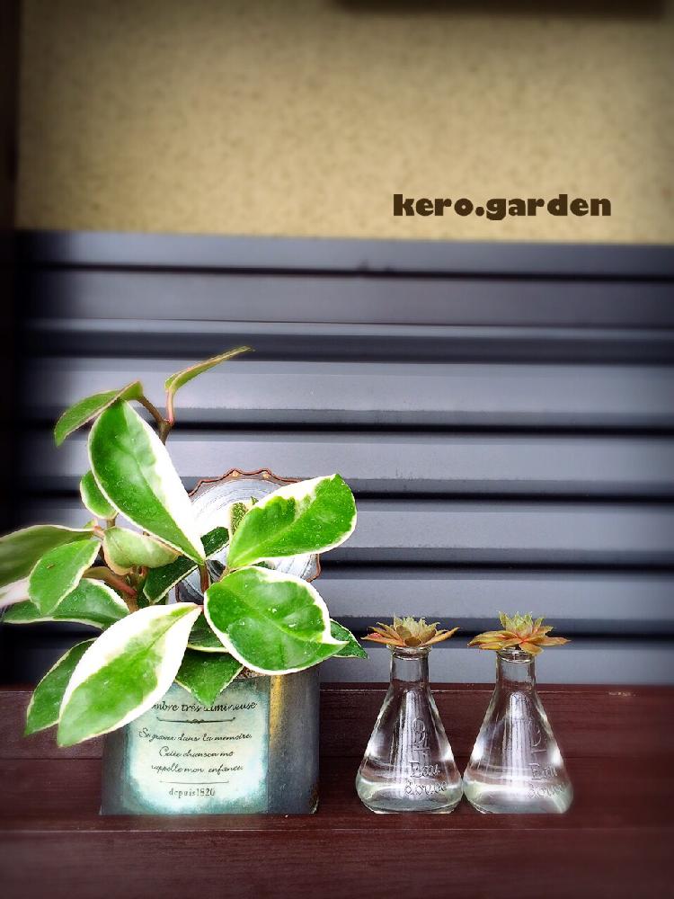 センベルビユームの投稿画像 By Kero さん ホヤ カルノーサと多肉植物と多肉水耕栽培とわが家の多肉スペースと癒し と葉っぱのある暮らしと植中毒とナチュラルスタイル 16月7月12日 Greensnap グリーンスナップ