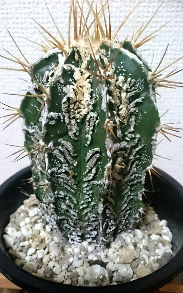 アストロフィツム 複隆ヘキルリ般若の投稿画像 By バニコさん 多肉植物と成長中とお日様の力と複隆般若とひとめぼれと多肉 サボテン 16月7月13日 Greensnap グリーンスナップ