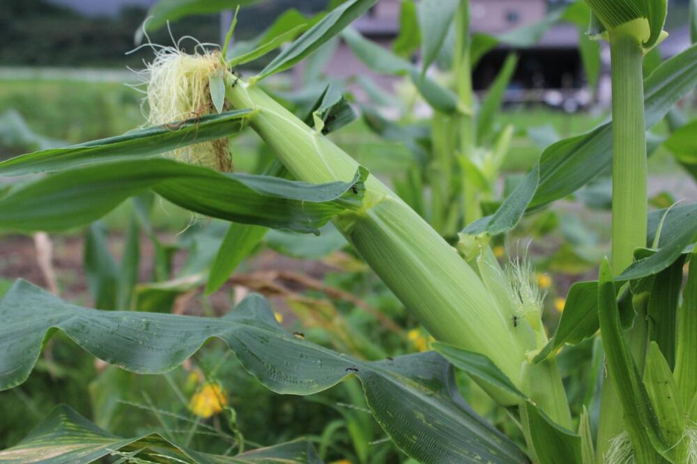 トウモロコシの育て方 種まき 発芽までの日数は プランター栽培もできる Greensnap グリーンスナップ