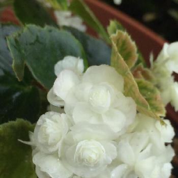 ベゴニア八重咲き 白 の投稿画像一覧 Greensnap グリーンスナップ