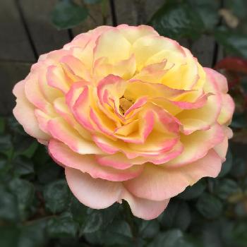 コルデスジュビリーの画像 by magumiさん | 小さな庭とコルデスジュビリーと色の変化が楽しめるとクライミングローズと京成バラ園と庭の花たちと今日の一枚と四季咲き大輪ときれいな色とナチュラルスタイルとガーデニングと花のある暮らしと薔薇コンテストとバラを楽しむと地植えとばらに魅せられて