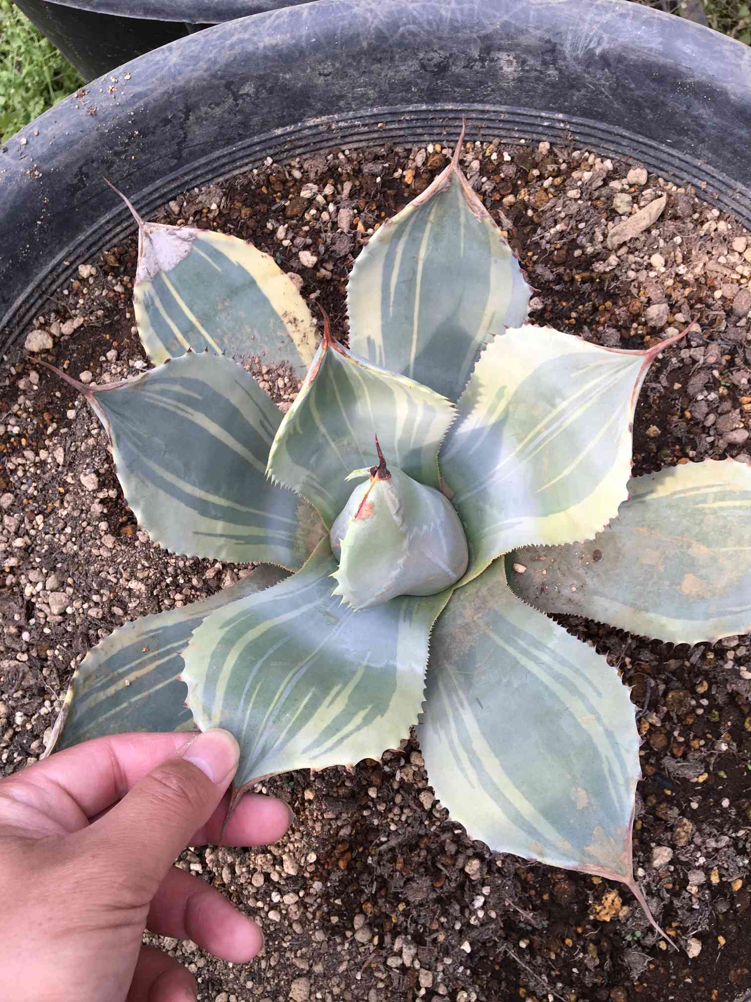 パリートランカータ　バリエガータ アガベ パリー トランカータ アガベ・パリー トランカータ