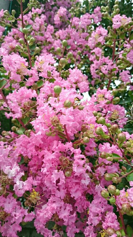 百日紅がさいたの投稿画像 By みほみほ さん 今日の一枚 16月7月14日 Greensnap グリーンスナップ