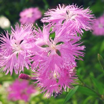 ナデシコ目の投稿画像一覧 Greensnap グリーンスナップ ナデシコ目の投稿画像一覧 Greensnap グリーンスナップ