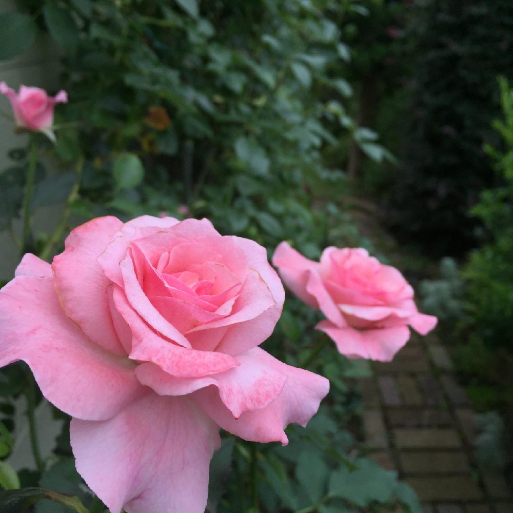 ブライダルピンクの投稿画像 By Nao さん バラとバラを楽しむと地植え組と香りのいいお花と切花向きの植物 2016月7月15日 Greensnap グリーンスナップ