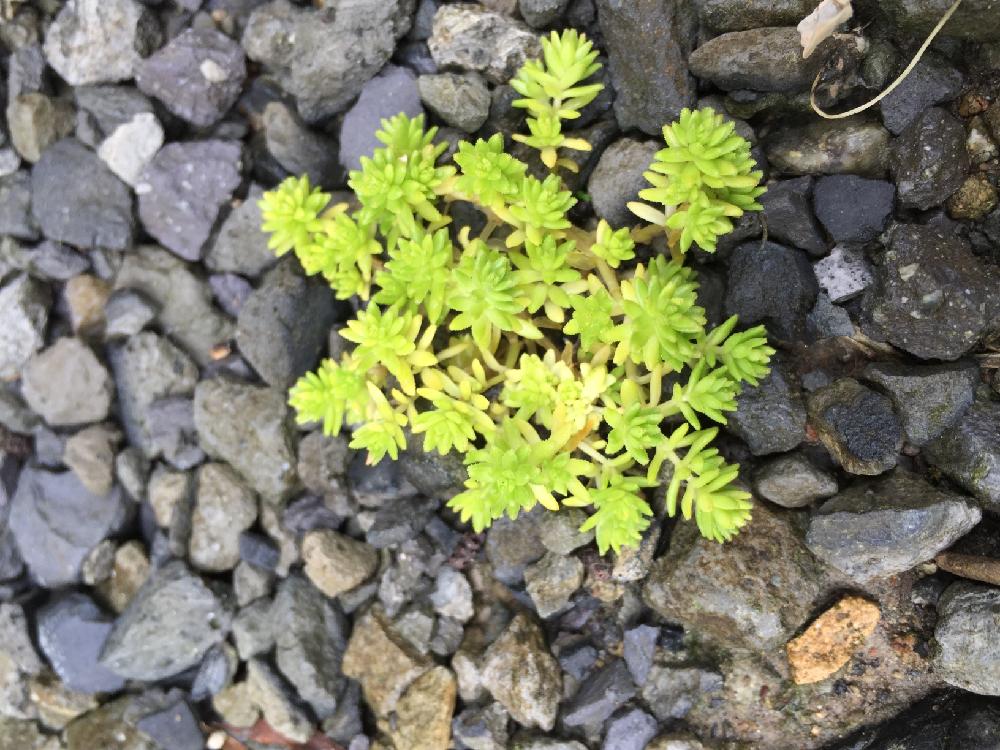 上多肉 植物 自生 すべての美しい花の画像