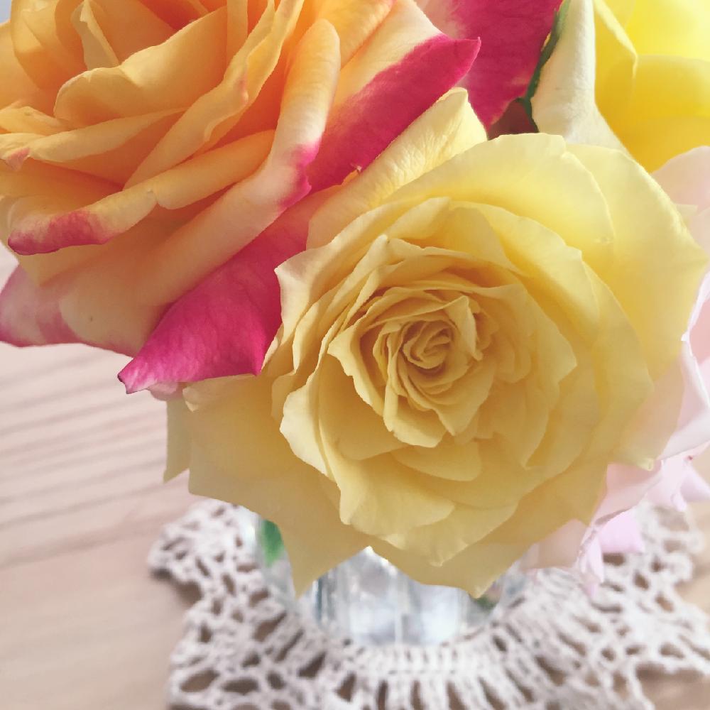 バラ デザートピース の投稿画像 By しましまさん バラ フリージアと好きな色と薔薇に魅せられてとバラ 鉢植えと今日の一枚と今日のお花とローズコレクションとナチュラルスタイルとバラを楽しむとバラコレクション 16月7月16日 Greensnap グリーンスナップ