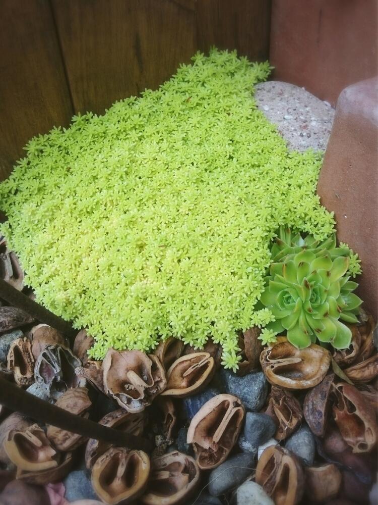 ゴールデンカーペットの投稿画像 By Ikuraさん もりもりと地植えと多肉植物 16月7月17日 Greensnap グリーンスナップ