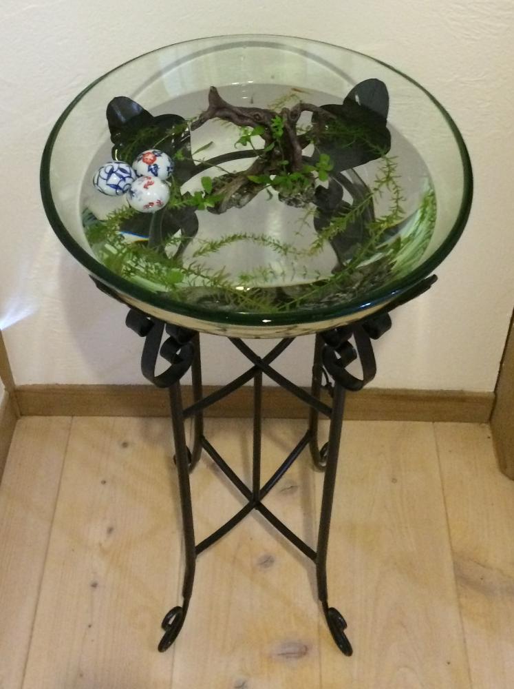ブログに詳細ありますの投稿画像 By Diybocchiさん メダカ鉢と水草と魚の共存と睡蓮鉢とガラスの器 16月7月日 Greensnap グリーンスナップ