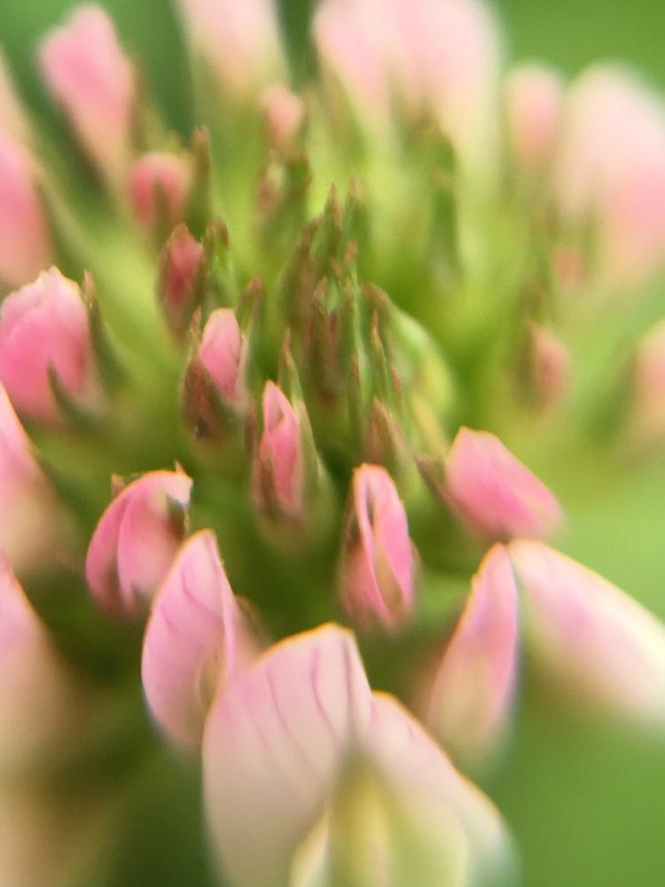 シロツメクサの投稿画像 By らっきーさん ピンクの花とマクロレンズとセリア 16月7月日 Greensnap グリーンスナップ