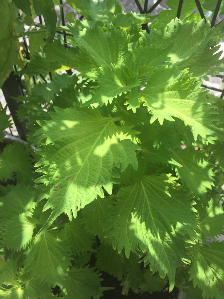 大葉 シソ の育て方 種まきの時期や苗を植える時期は 摘心で収穫量up Greensnap グリーンスナップ