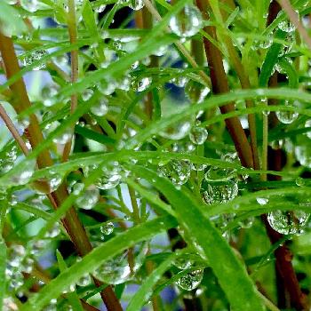 梅雨だからの画像 by YURI-3さん | バルコニー/ベランダとコキアとこぼれ種で今年もThank You✨と今日の一枚と梅雨だから