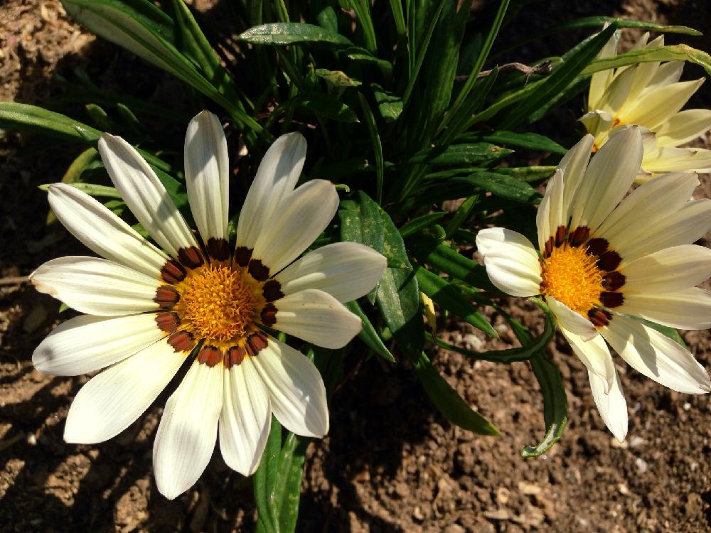 ガザニアの投稿画像 By クマ笹さん 宿根ガザニアと今日のお花と咲いた と今日の一枚 16月7月22日 Greensnap グリーンスナップ