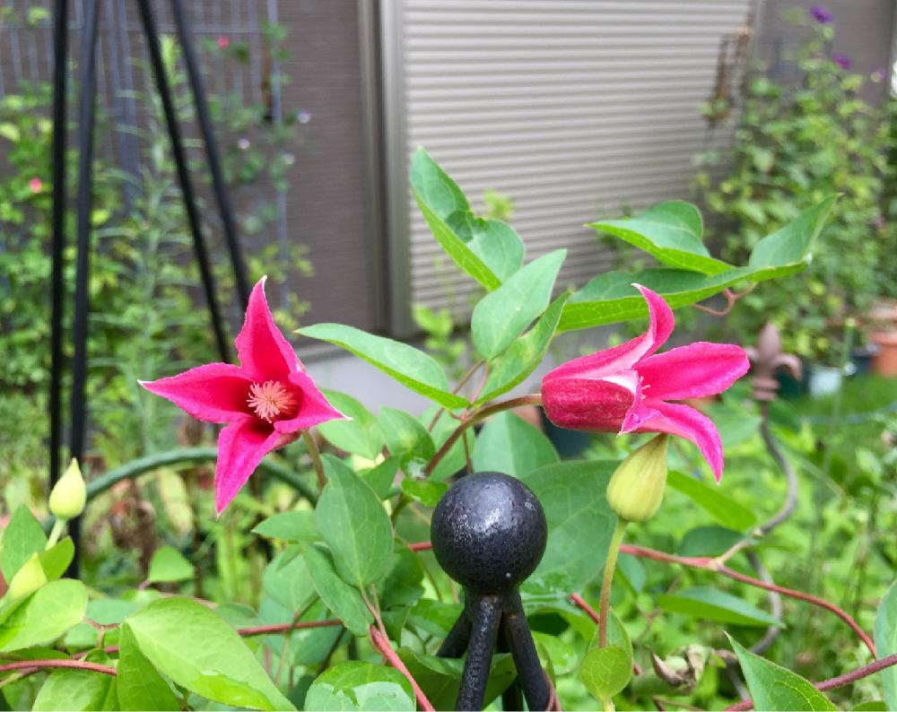 クレマチス プリンセスダイアナの投稿画像 By Namiheiさん クレマチス 地植え 16月7月22日 Greensnap グリーンスナップ