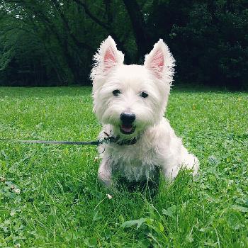 ウェスティの投稿画像一覧 Greensnap グリーンスナップ