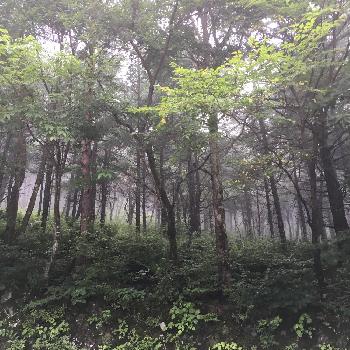 濃霧の画像 by 美月さん | お出かけ先と濃霧と森林浴と森林とグリーン