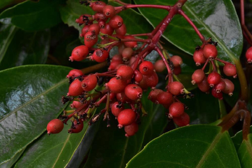 サンゴジュの投稿画像 By Uekipediaさん 夏の彩りと木の実と赤い実 16月7月23日 Greensnap グリーンスナップ