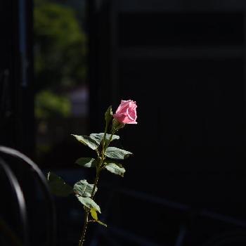 薔薇コンテストの画像 by 銀月さん | 小さな庭とバラと薔薇と春芳とバラ 鉢植えと軒下と花のある暮らしと薔薇コンテストとバラを楽しむと咲いた！