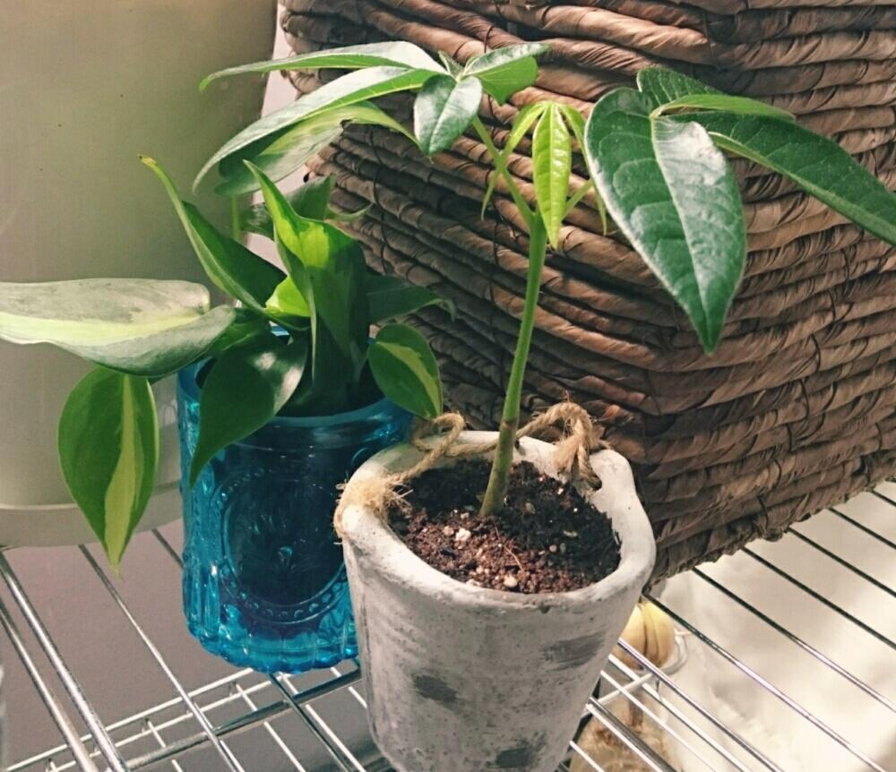 ピンポンの木の投稿画像 By 雅 さん フィロデンドロン ブラジルとフィロデンドロンと窓辺と観葉植物とダイソーと植中毒とセリアと百均出身とインテリアグリーンと観葉植物とダイソーと植中毒とセリアと百均出身とインテリアグリーン 16月7月24日 Greensnap